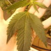 Skywalker OG Clone