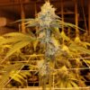 Skywalker OG Clone