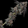 Lemon Cherry Pie #1 Raws Cut