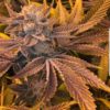 Stuffed French Toast #13 (Clone)