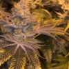 Stuffed French Toast #13 (Clone)