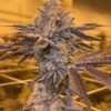 Zpie #14 (Clone)