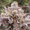 Zpie #14 (Clone)