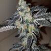 Sunset Sherbert (Clones)