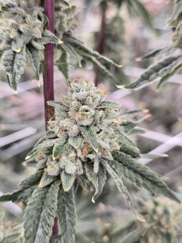Kami Kush #5 Slips