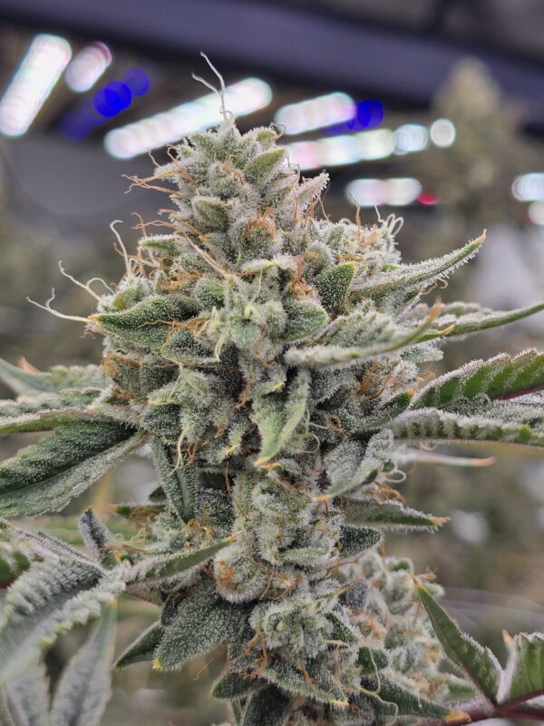 Kami Kush Slips