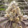 Zlushiez #7 Strain (Slips)