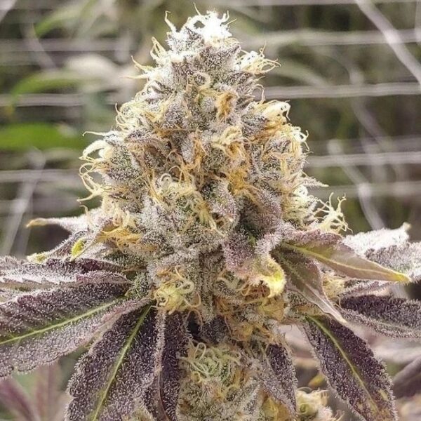 Zlushiez #7 Strain (Slips)