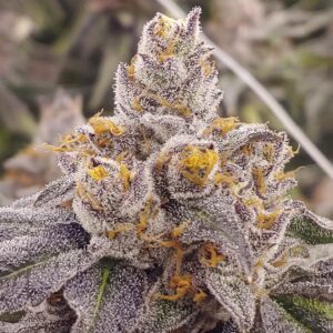 Gelonade Strain (Slips) by Secret Selections
