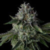 Zlushiez #7 Strain (Slips)