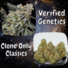 Zlushiez #7 Strain (Slips)